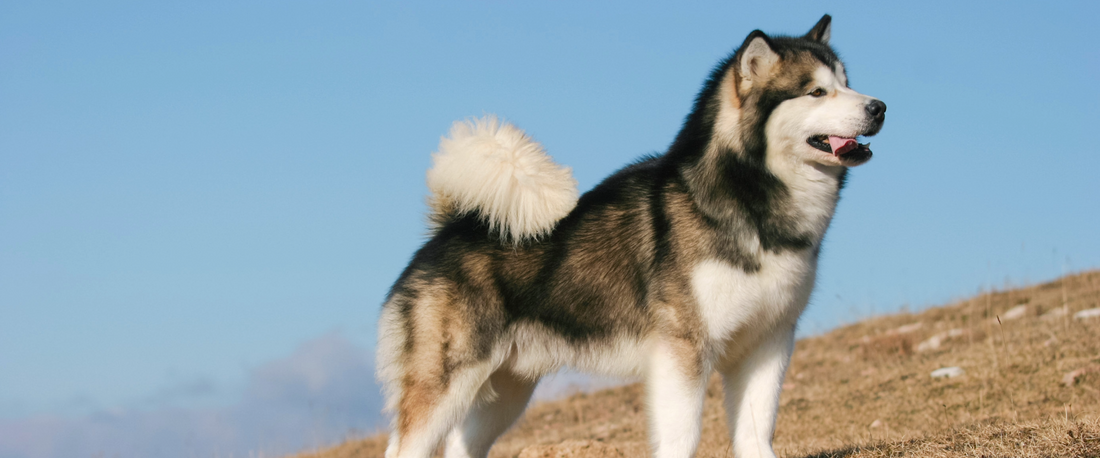 Alaskan malamute in the mountains