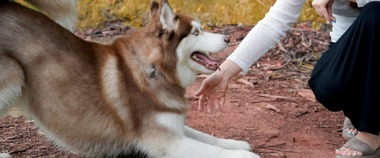 How to Tell if Your Dog’s Joint Supplement Is Actually Working