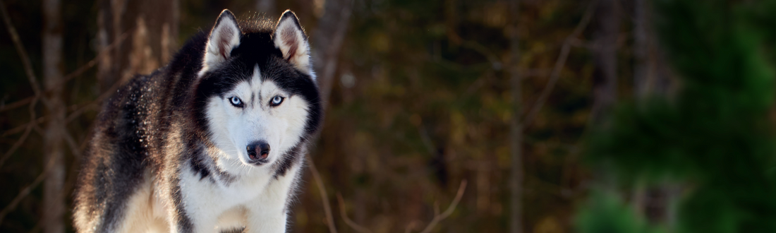 Siberian Husky standing in a forest
