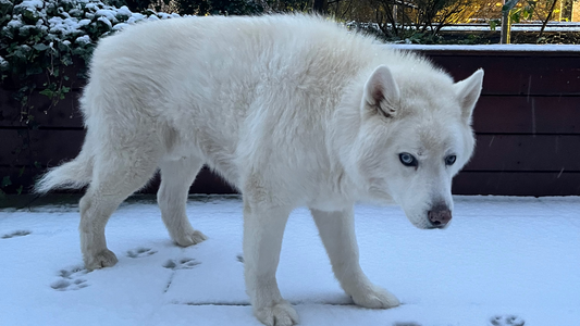 Husky standing in the snow - a reminder of how cold weather can affect dogs’ joints.