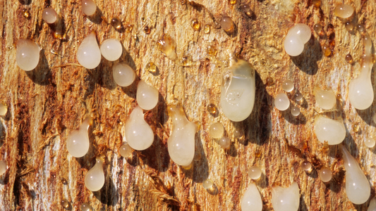 Boswellia serrata resin, a natural ingredient used in dog joint health supplements