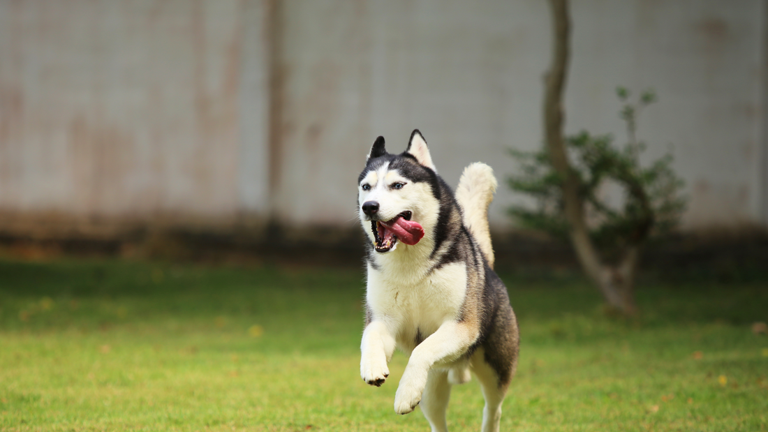 Siberian husky running outdoors with energy