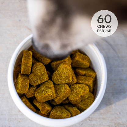 Jar of heart-shaped supplements with a blurred dog's nose and '60 Chews Per Jar' label.
