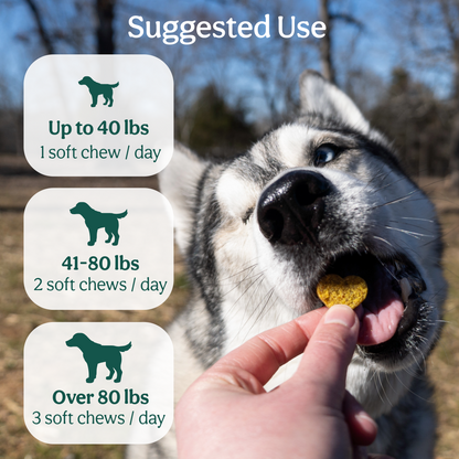 Dog being fed a soft chew with suggested use instructions displayed.