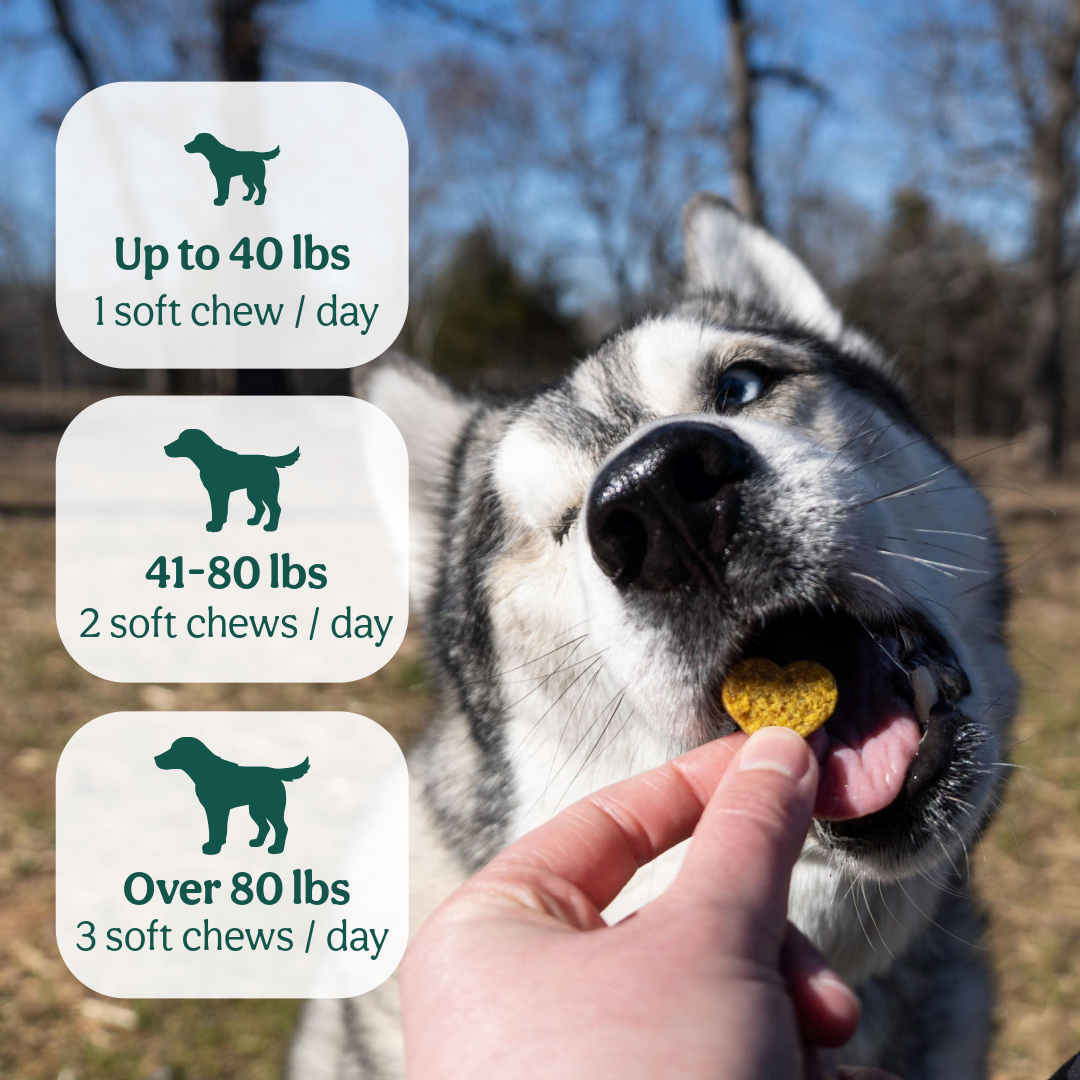Hip & Joint Soft Chews