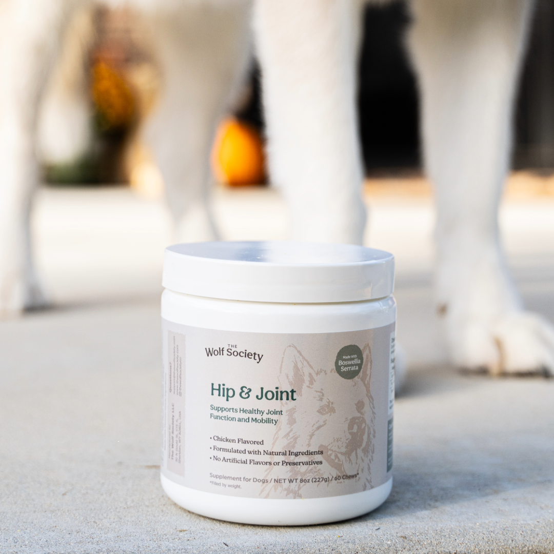 A white jar of Wolf Society Hip & Joint supplement placed on a concrete surface, with a blurred dog in the background.